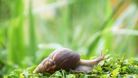 Selective focus of a snail walking on the grass with blurred grass as background Stock Photos