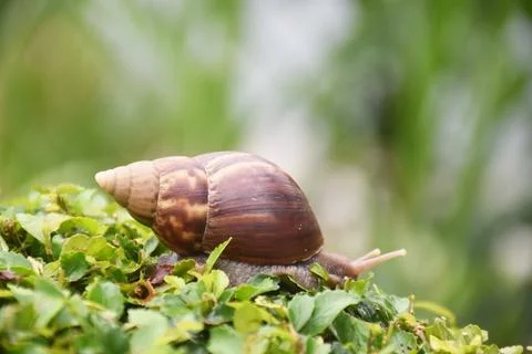 Selective focus of a snail walking on the grass with blurred grass as background Stock Photos