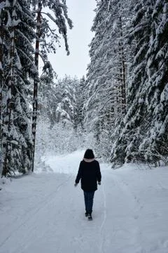 Selective focus, snow-covered big forest. Russia, Leningrad region Stock Photos