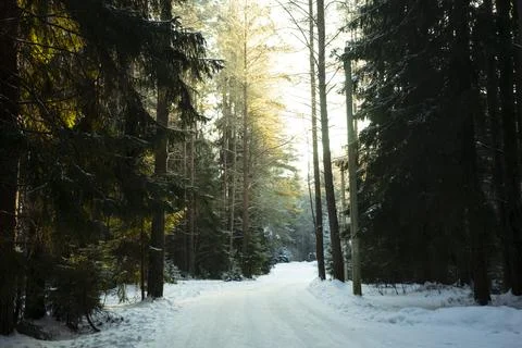 Selective focus. snow mixed forest Stock Photos