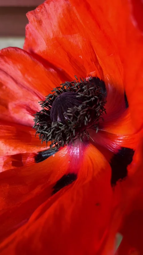 Selective focus soft focus macro of blooming poppy Stock Footage 335589896