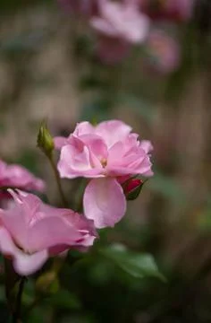 Selective focus on soft petals of open rose with dew drop. Stock Photos