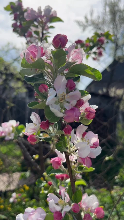 Selective focus soft pink apple blossoms with blurred background Stockbeeldmateriaal 334328473