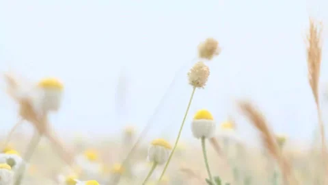 Selective focus on some wild daisies near the beach, rack focus Stock Footage 130947982