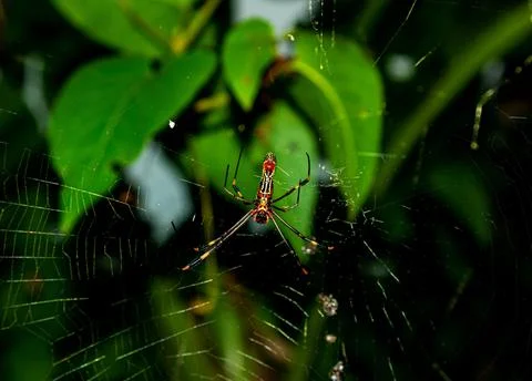 Selective focus of a spider on a web with green leaves on the background Foto stock