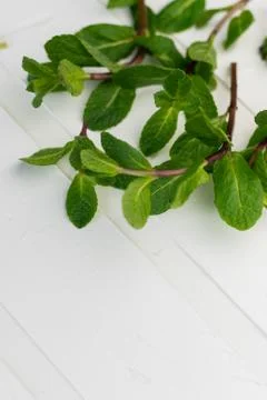 Selective focus, sprigs of fresh mint Foto stock