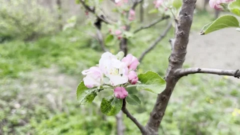 Selective focus spring apple bloom with pink buds Stock Footage 334328336