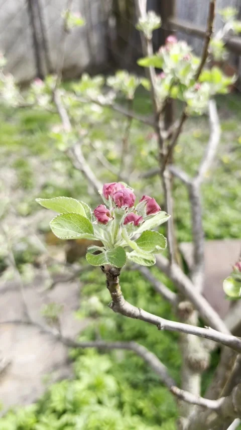 Selective focus spring apple buds with gentle pastel petals Stock Footage 334328236