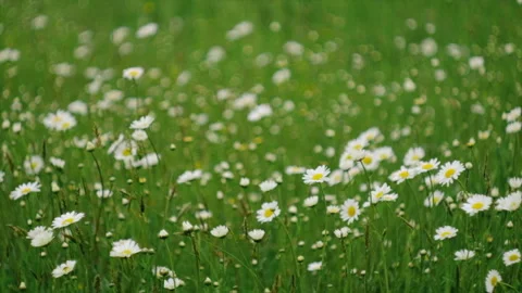 Selective focus of spring beautiful chamomile field Stock Footage 244125692