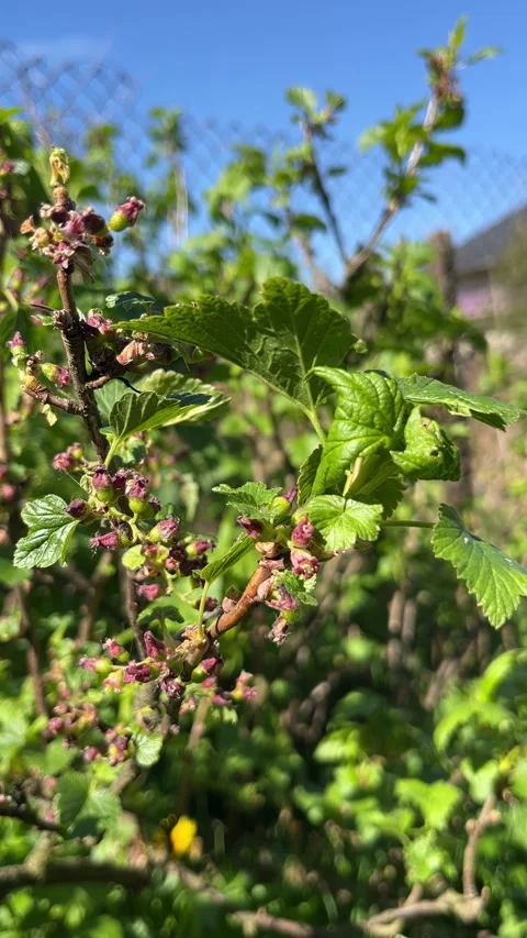 Selective focus spring growth on blackcurrant bush buds and foliage Stock Footage 334326895
