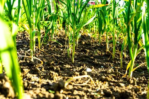Selective focus of spring onions growing in vegetable garden plots 스톡 사진