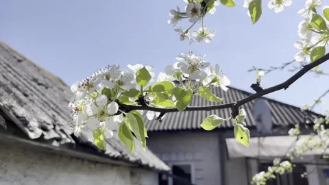 Selective focus spring pear flowers on tree branch outdoor Stockbeeldmateriaal 334328298