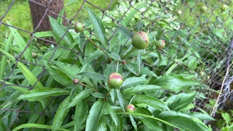 Selective focus spring peony bush with young unopened blossoms and green leaves Stock Footage 334764717