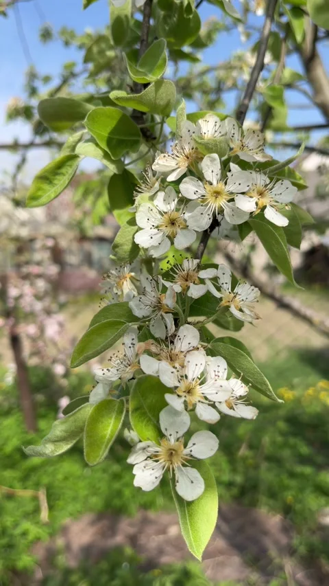 Selective focus spring plum blossom background Stockbeeldmateriaal 334328372