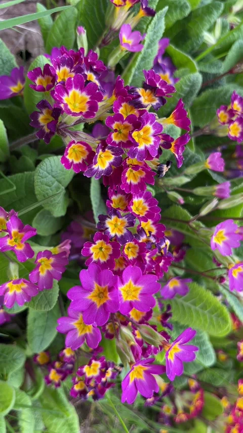 Selective focus spring primrose flowers in garden Stockbeeldmateriaal 334328694