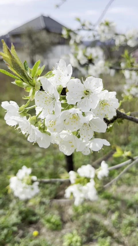 Selective focus springtime cherry blossom branch with blurred background Stock Footage 334328189