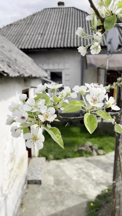 Selective focus springtime pear blossom branch with blurred background Stock Footage 334328183