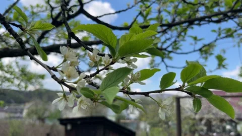 Selective focus springtime plum flowers background Stock Footage 334329835