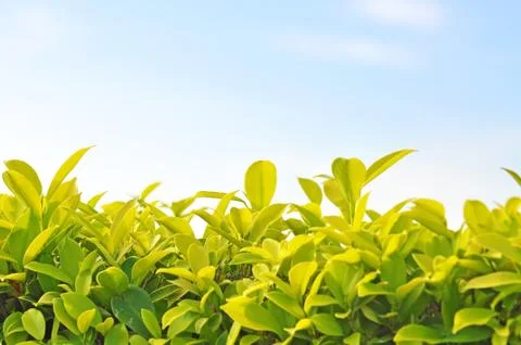Selective focus of sprouting leaves with sky background Foto stock