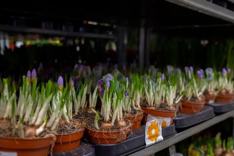 Selective focus on sprouts of crocus flowers in pots on a rack in a garden store Stock Photos