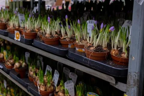 Selective focus on sprouts of crocus flowers in pots on a rack in a garden store Stock Photos