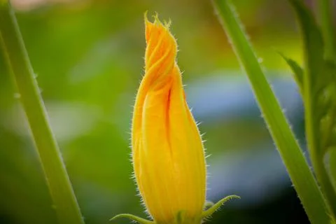 Selective focus of Squash Blossom on the branch Stock Photos