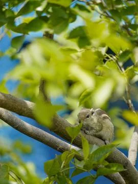 Selective focus on squirrel Stock Photos