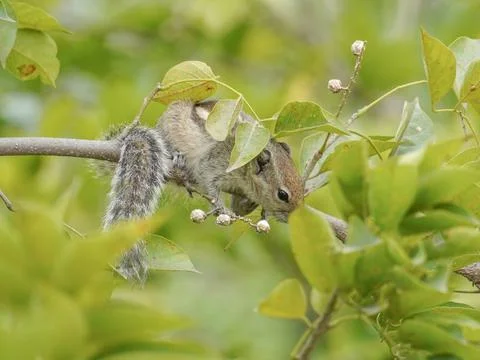 Selective focus on squirrel Stock Photos