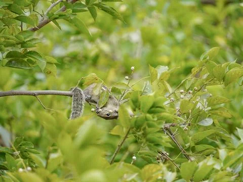 Selective focus on squirrel Stock Photos