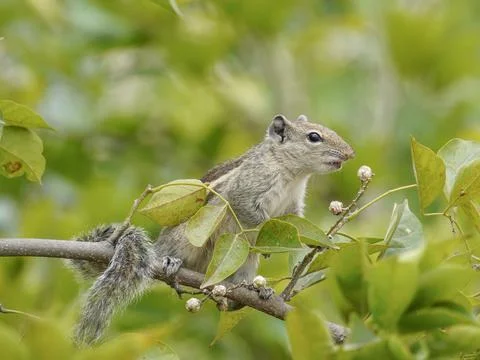 Selective focus on squirrel Stock-Fotos