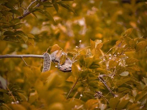 Selective focus on squirrel Stock Photos