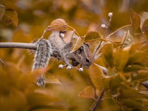 Selective focus on squirrel Stock Photos