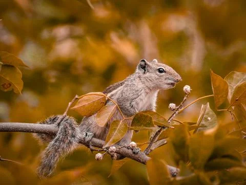 Selective focus on squirrel Stock Photos