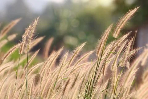 Selective focus squirrel tail grass  in the field beautiful with light sunset Stock Photos