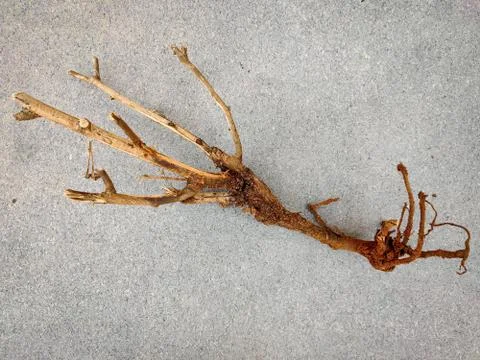 Selective focus of Stem with roots of a small plant. Isolated on grey backgro Stock Photos