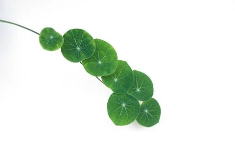 Selective focus on Stephania erecta round shape leaves isolated Stock Photos