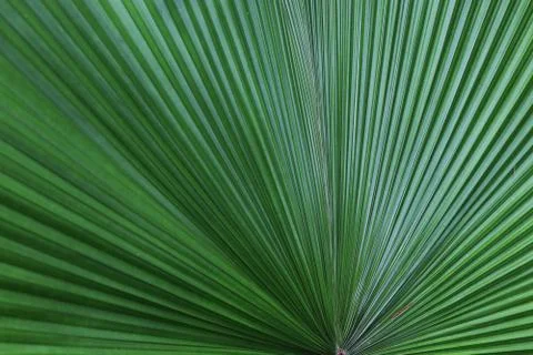 Selective focus on sugar palm leaf big green leaf background Stock Photos