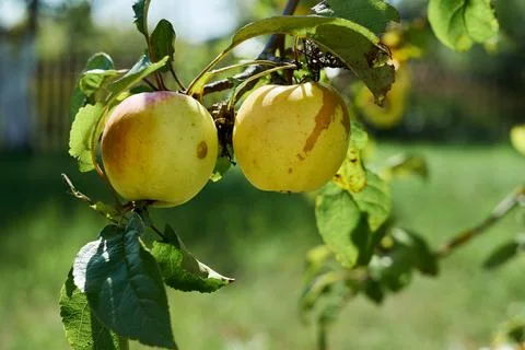 Selective focus on summer apples in a blurred summer garden. Close up Stock Photos