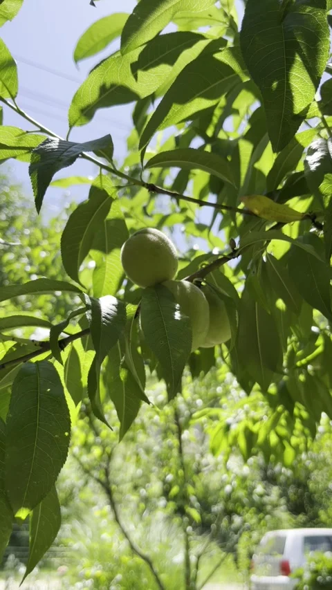 Selective focus summer green peaches in orchard Stock Footage 313713593
