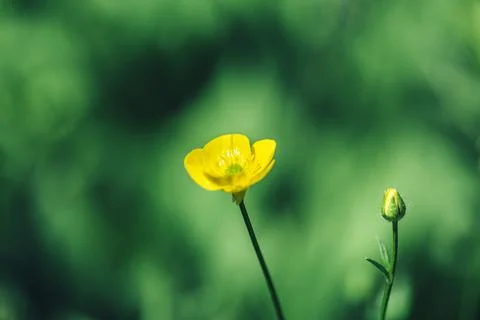 Selective focus. Summer landscape. Yellow flowers of buttercup. Floral Stock Photos