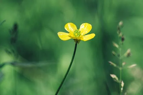 Selective focus. Summer landscape. Yellow flowers of buttercup. Floral Stock Photos