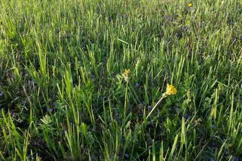 Selective focus: summer meadow with dandelions, top view. Natural dandelions Stock Photos