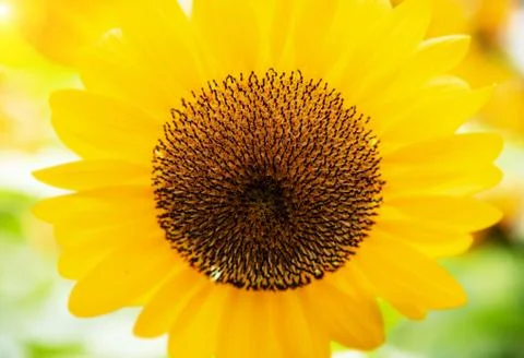 In selective focus of sunflower pollen,show texture and color of pollen,blurr Foto stock