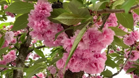Selective focus sunlight filtering through pink cherry blossoms Stock Footage 313815641
