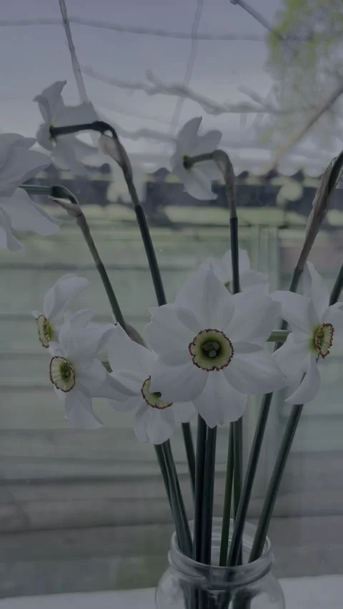Selective focus sunlit narcissus bouquet in glass vase on windowsill Stock Footage 334329908