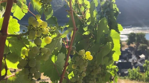 Selective focus on sunlit vineyards with developing grape clusters in rhinela Stock Footage 344801907