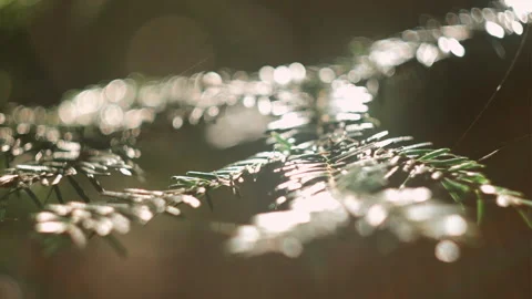 Selective focus of sunshine through green spruce branches at calm summer Stock Footage 288184283