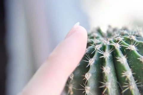 Selective focus at the surface of the cactus with the human finger near it it Stock Photos