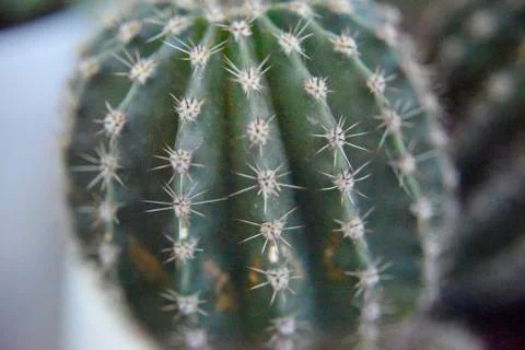 Selective focus at the surface of the cactus Stock Photos