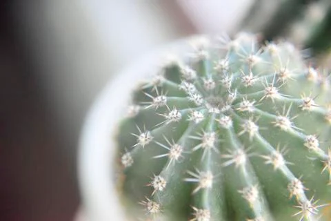 Selective focus at the surface of the cactus from the top Stock Photos